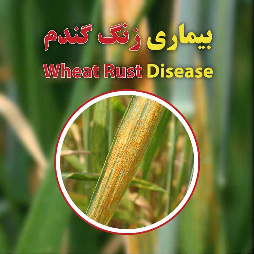 Wheat Rust Disease